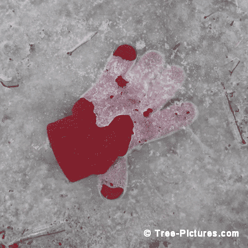 Winter Tree Pictures, Child Mitten Found on the Forest Trail Photo