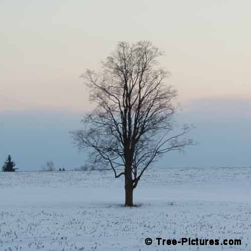 Winter Tree Pictures, Impressive Winter Photo of Solo Maple Tree