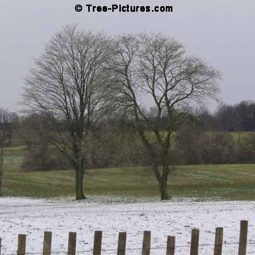 Winter Tree Pictures, 2 Large Maple Trees behind a Snow Fence Pic
