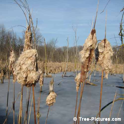 Winter Tree Pictures, Pretty Image of Winter Bulrushes in a Frozen Forest Pond