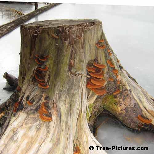 Winter Tree Pictures, Red Brown Fugus Growing on Old Tree Stump Image