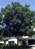 coffee tree picture