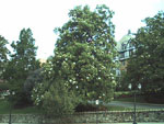 magnolia tree picture
