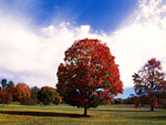 Red Maple Tree Picture, Photos Autumn Maples Tree, Red Maple Tree Images, Pics of Maples Trees