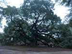 oak tree picture