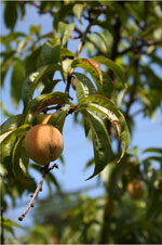 peach tree photo