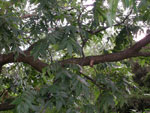 pecan tree picture
