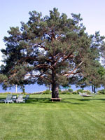 pine tree picture