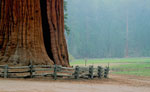 sequoia tree picture
