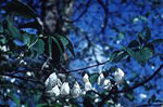silverbell tree picture