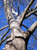 sycamore tree picture