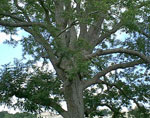 pecan tree photo