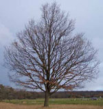 oak tree photo